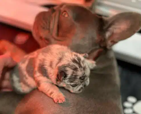 Frenchie puppies for sale