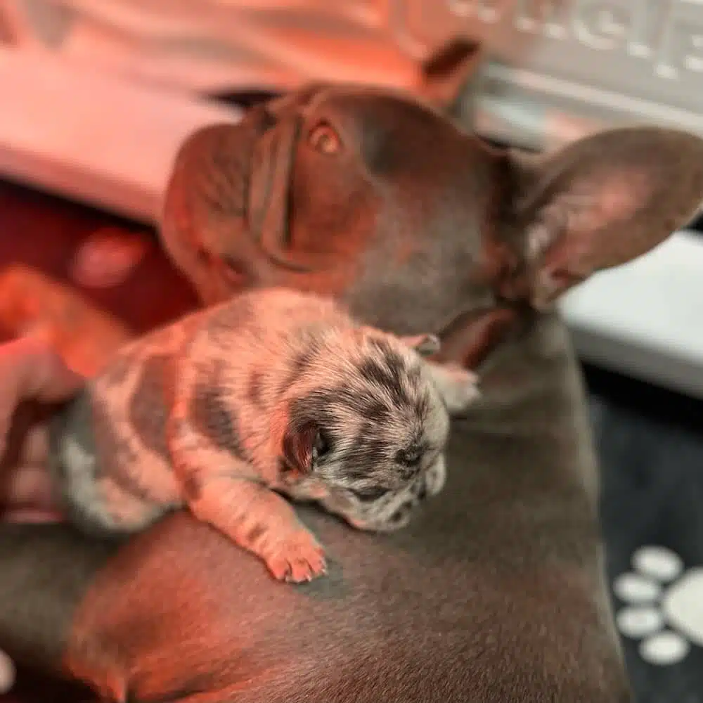 Frenchie breeders near me