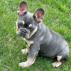 Frenchies for sale New Jersey