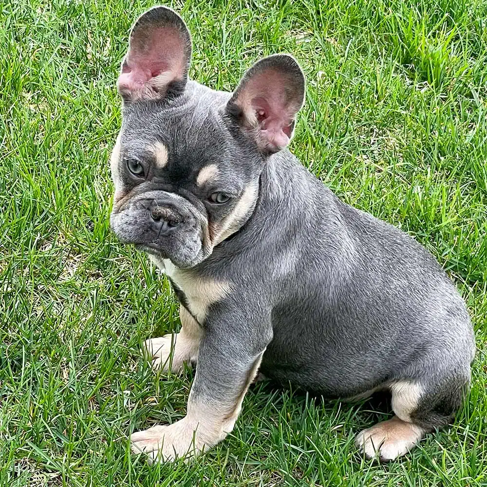Lilac and Tan French Bulldogs