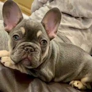 French Bulldogs for sale New Jersey