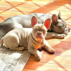 Frenchie puppies New Jersey