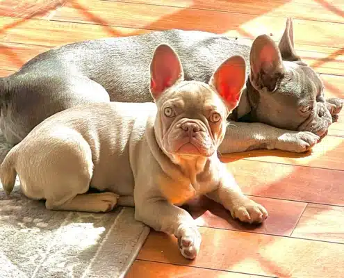 isabella french bulldog