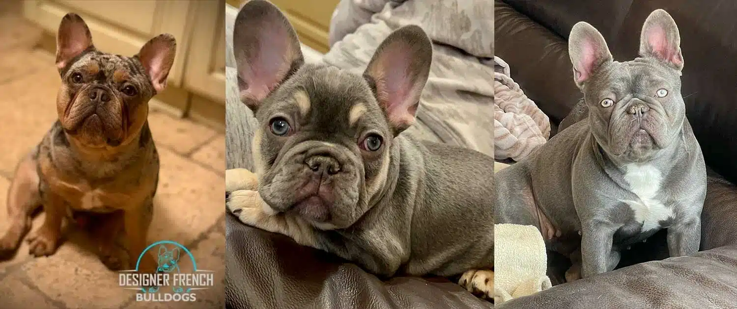 Frenchies for sale