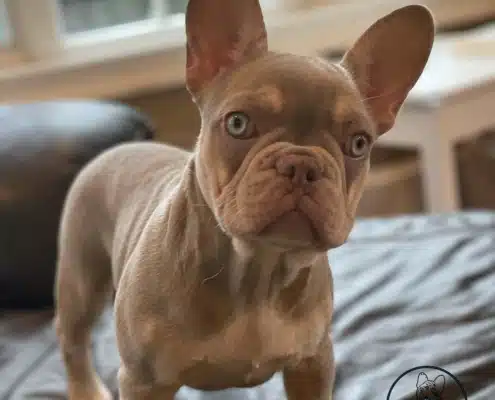 Isabella French Bulldog puppies