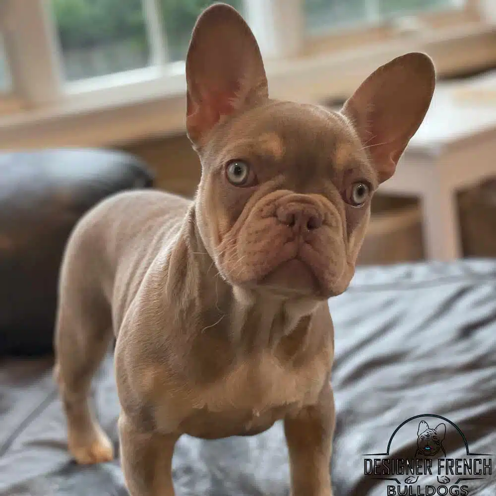 Isabella French Bulldog color