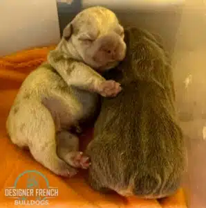 French bulldog breeders New Jersey