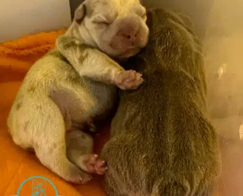 french bulldogs for sale