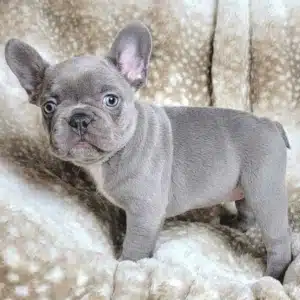 Lilac French bulldog cost