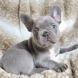 french bulldog puppies near me