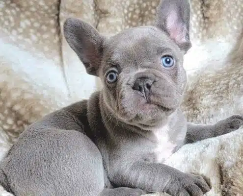 french bulldog puppies near me