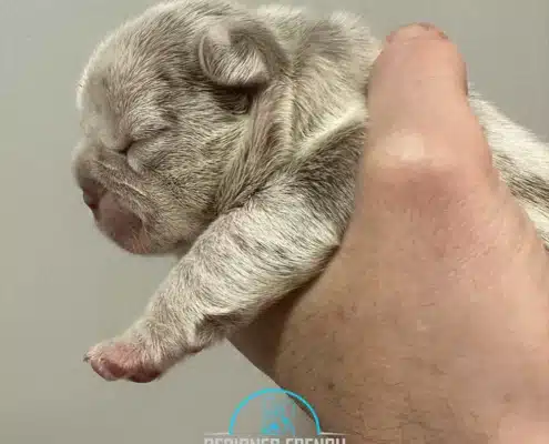 lilac merle frenchie puppy