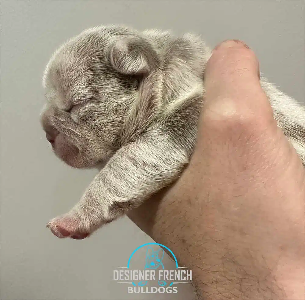 Frenchie puppy french bulldog breeders near me