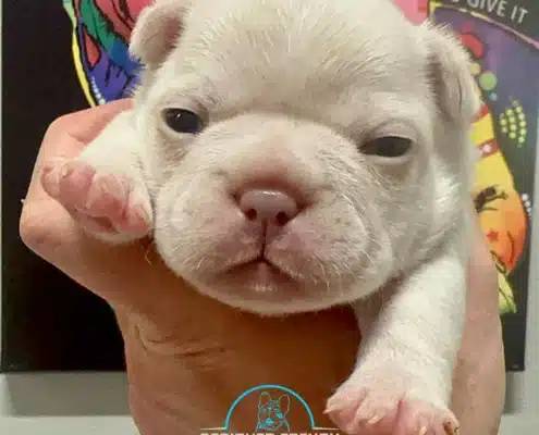 lilac platinum frenchie puppy
