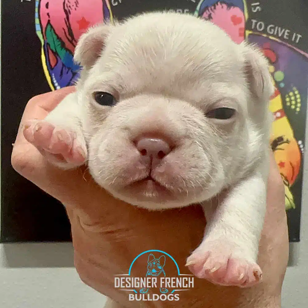 French Bulldog puppies for sale NJ