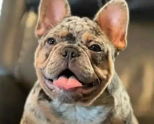 merle french bulldog puppies