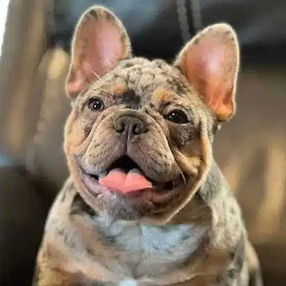 merle french bulldog for sale