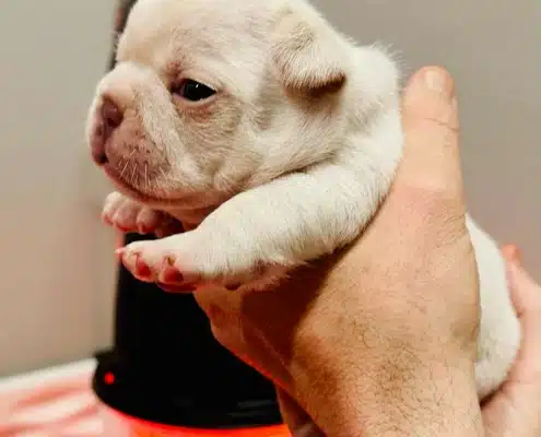 Platinum Frenchie