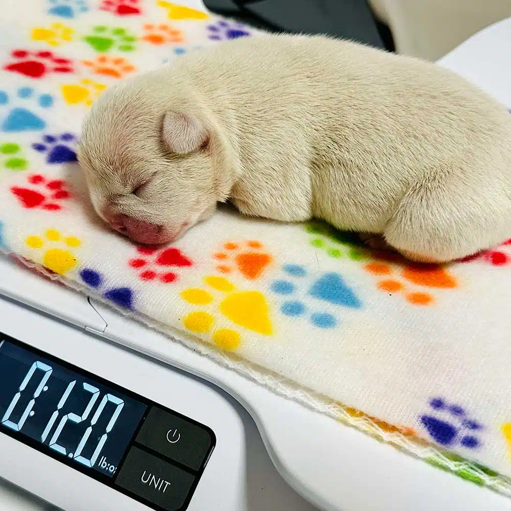 Frenchies for sale NJ