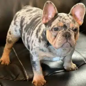 French Bulldog breeders near me
