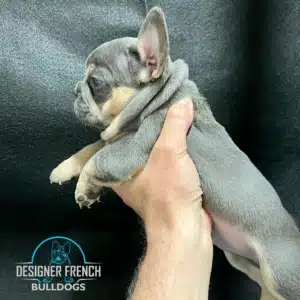 blue and tan frenchie