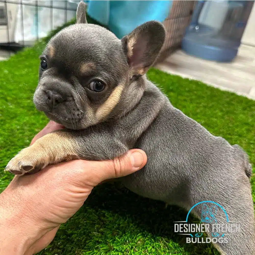 blue french bulldog puppies