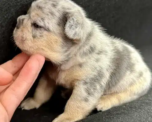 frenchie breeders