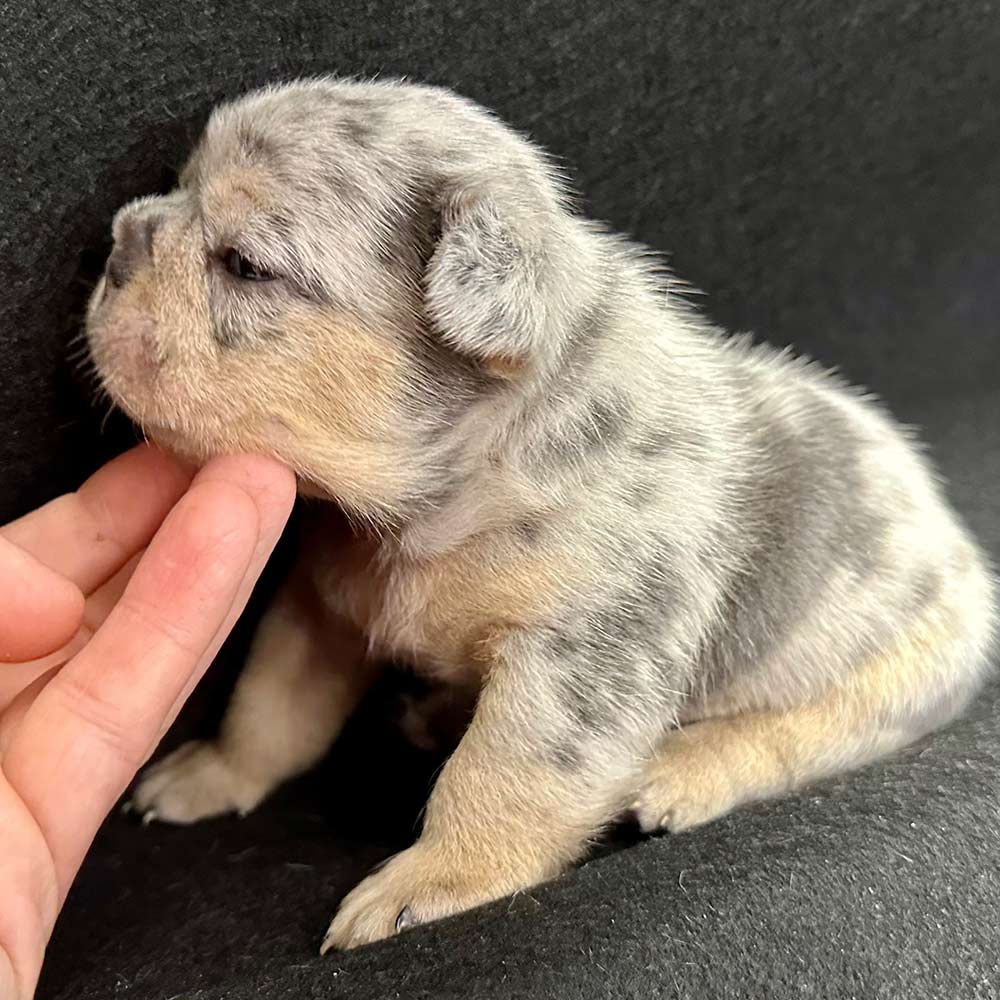 Fluffy Frenchie price