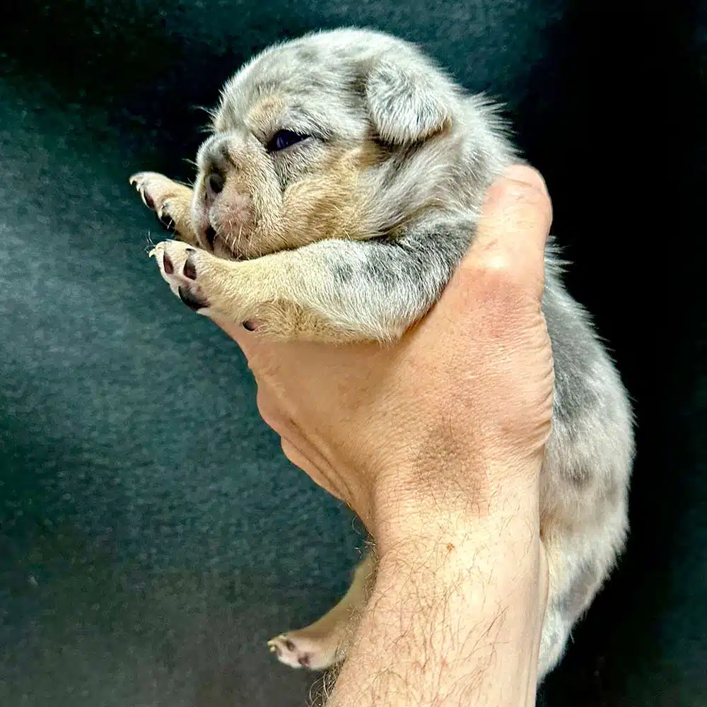 blue and tan merle frenchie puppy