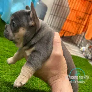 french bulldogs for sale