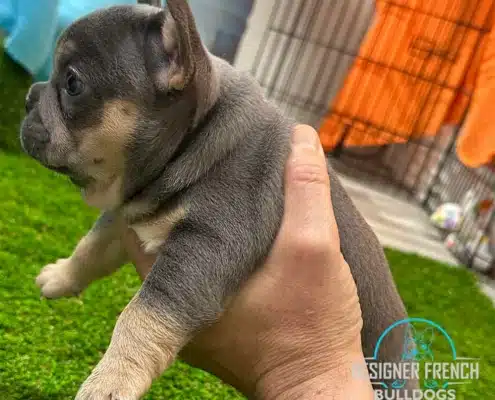 french bulldogs for sale