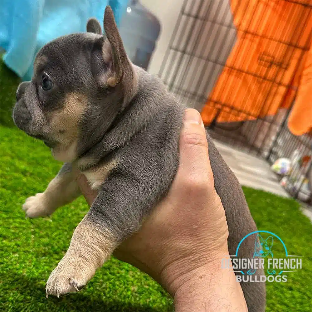 french bulldogs for sale