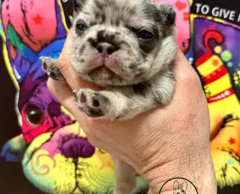 french bulldog weight
