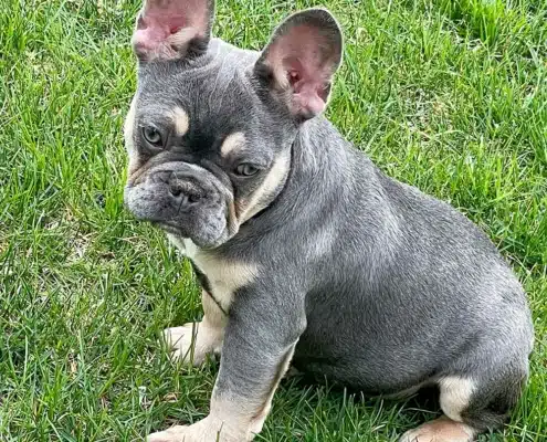 french bulldog health issues