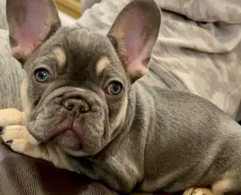 french bulldog temperament