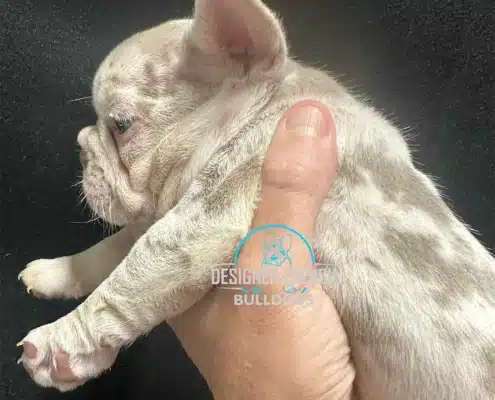 isabella merle frenchie