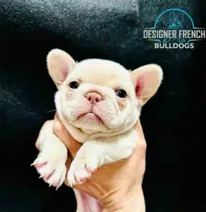platinum frenchie