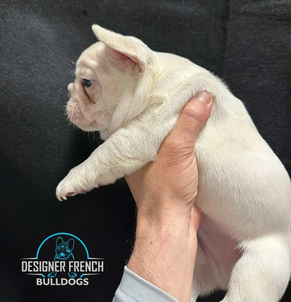 french bulldog puppy for sale