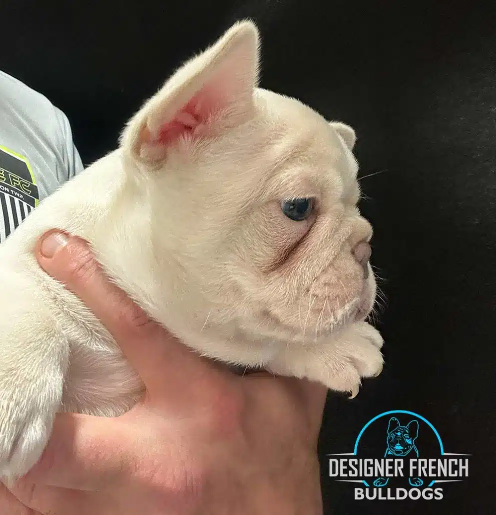platinum frenchie