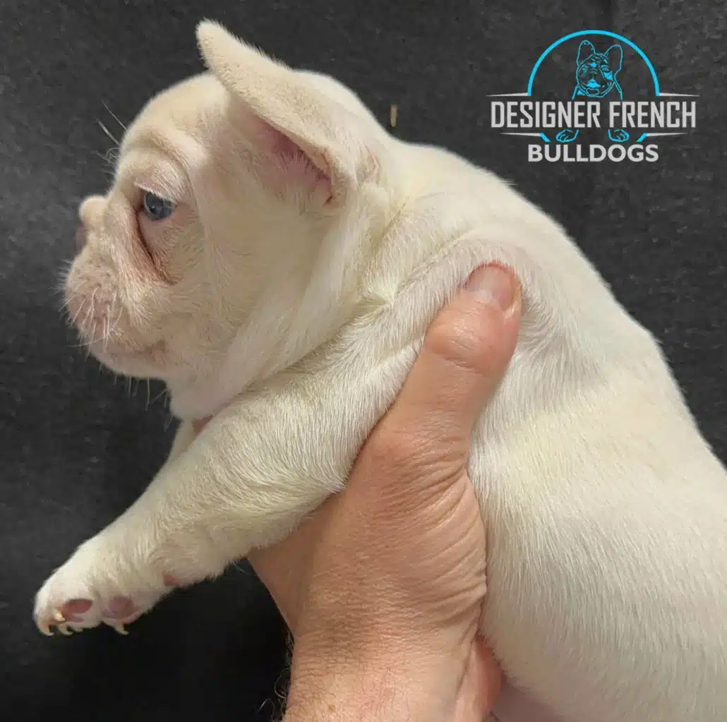 platinum frenchie puppy