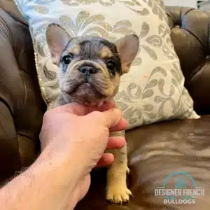 black and tan Merle French bulldog