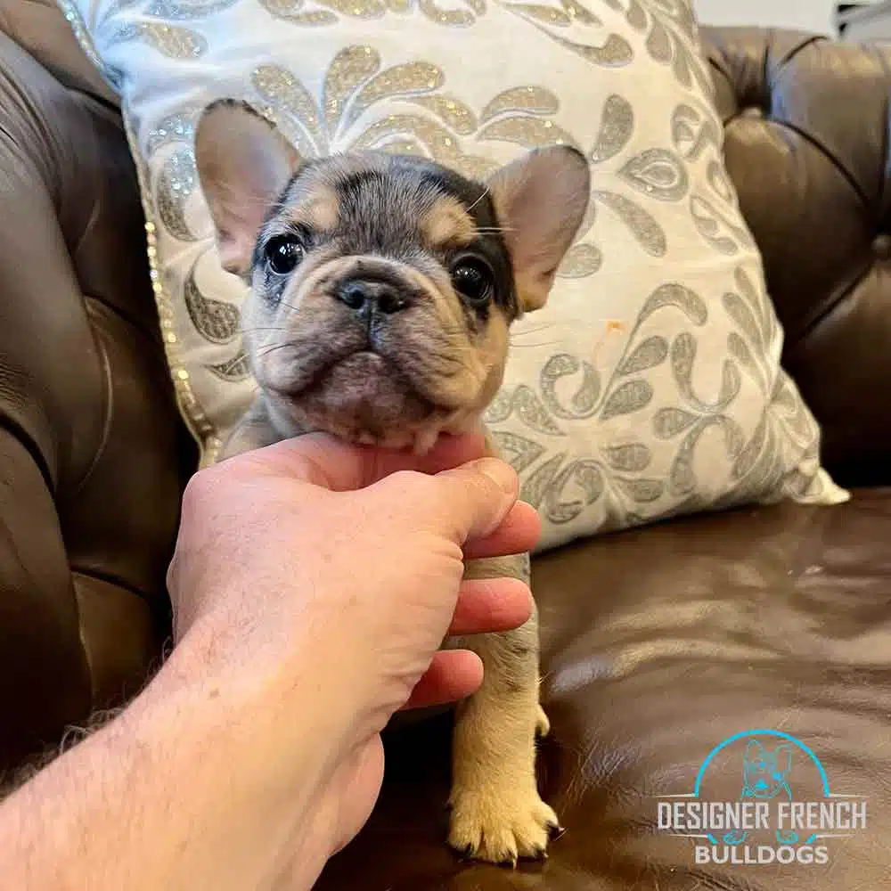 black and tan merle frenchie