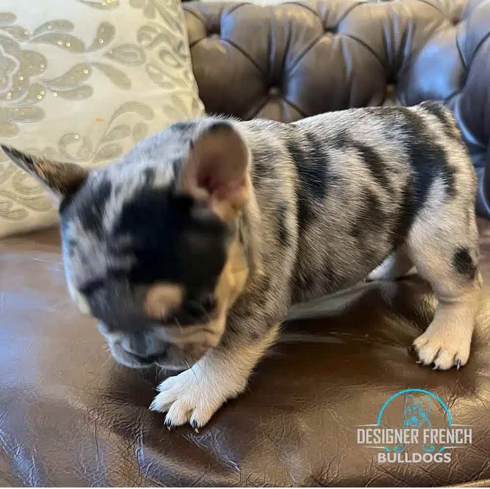 black and tan merle frenchie