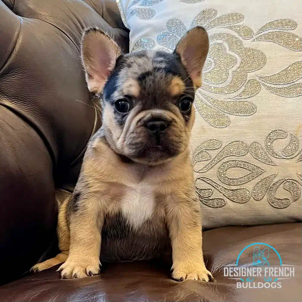 black and tan frenchie black and tan French bulldog puppy for sale