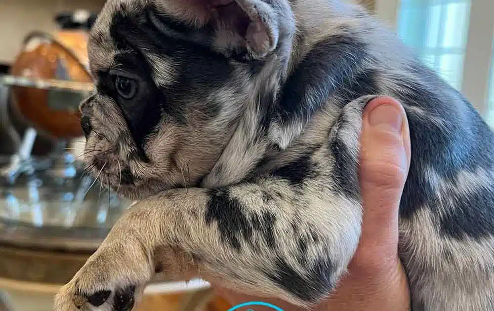 merle frenchie puppy