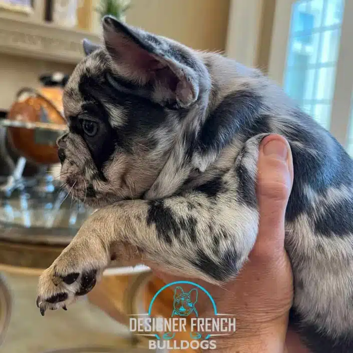 merle French bulldog puppies for sale