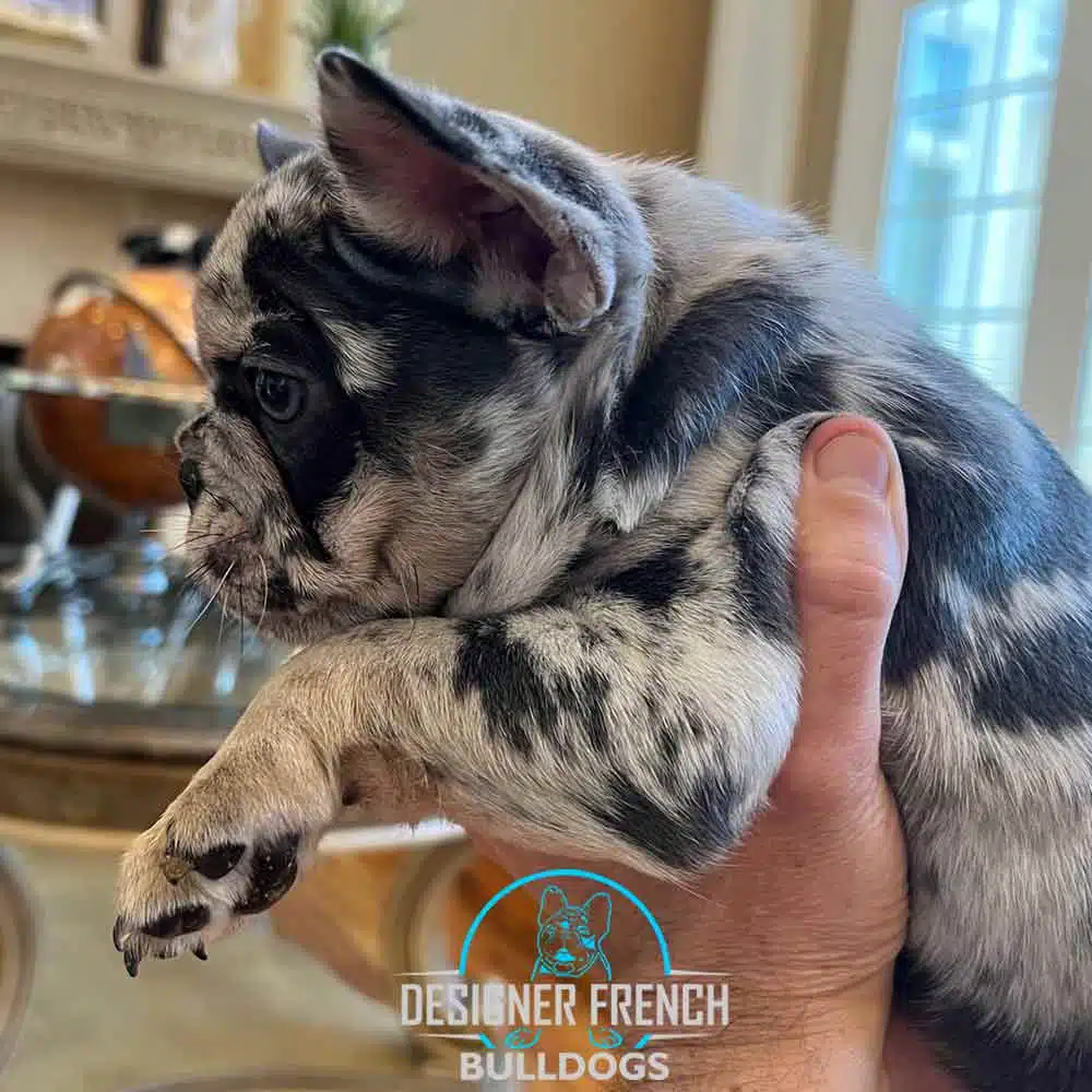 merle frenchie puppy Merle Frenchie puppies