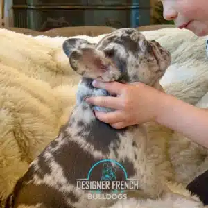 Frenchie puppies New Jersey