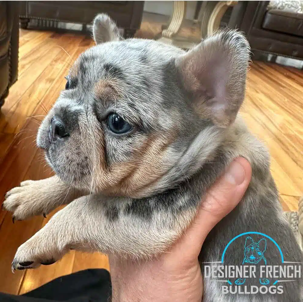 frenchie-puppies-near-me merle frenchies for sale