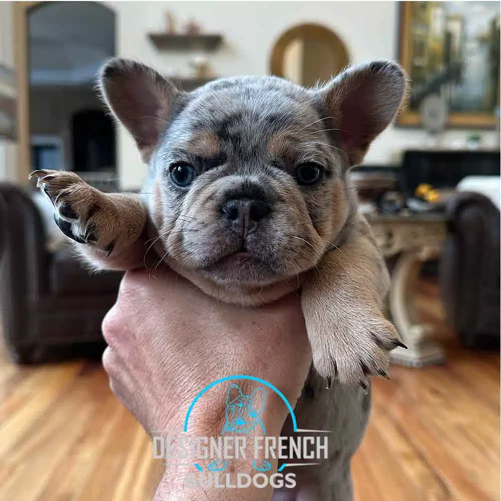 merle-french-bulldog French Bulldog puppies near me